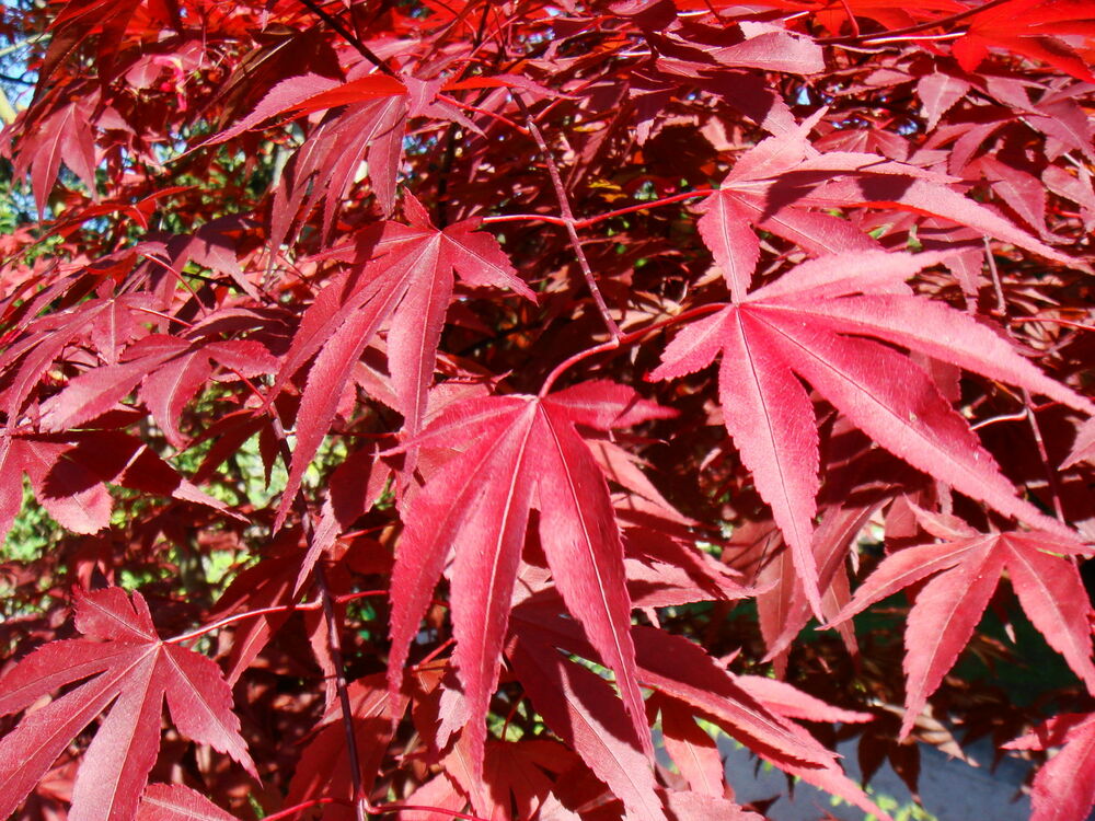  p>红枫(学名: i>acer palmatum atropurpureum /i>)是槭树科,槭属
