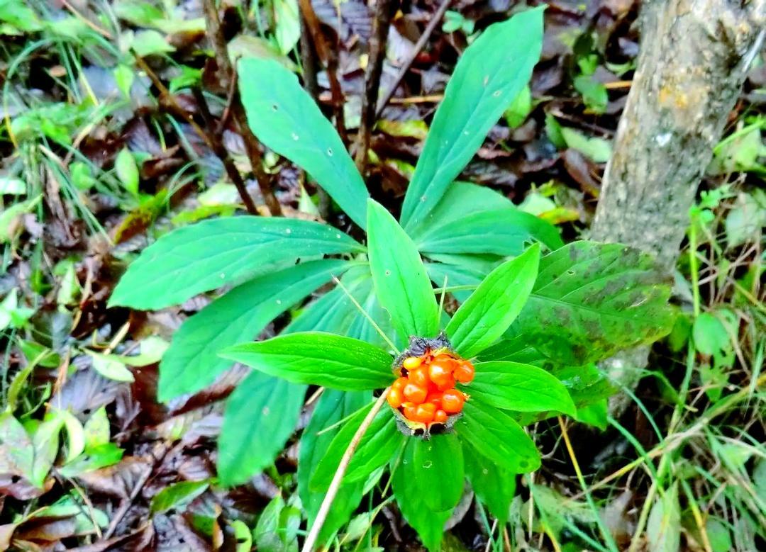 七叶一枝花（藜芦科重楼属植物）_百度百科