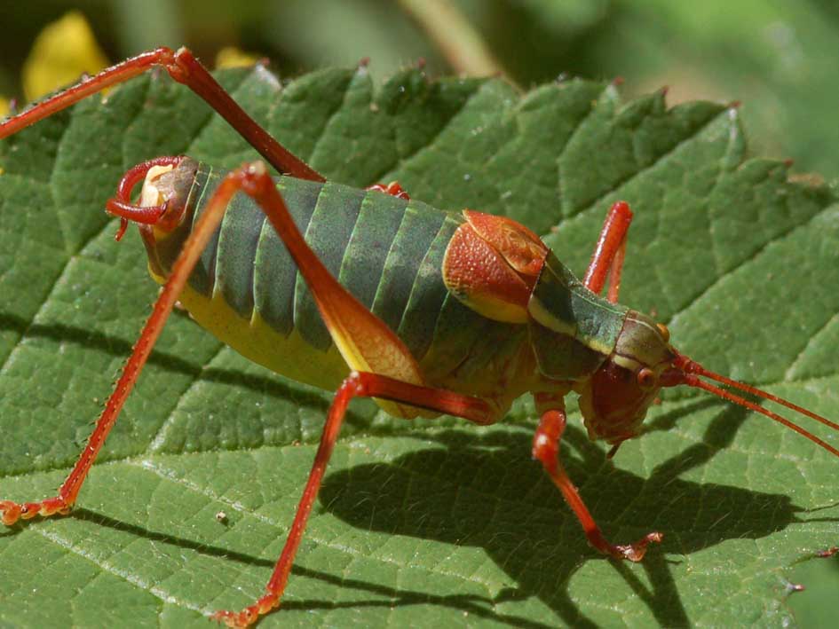  p>四川华绿螽属  露螽科,分布于我国南方地区. /p>