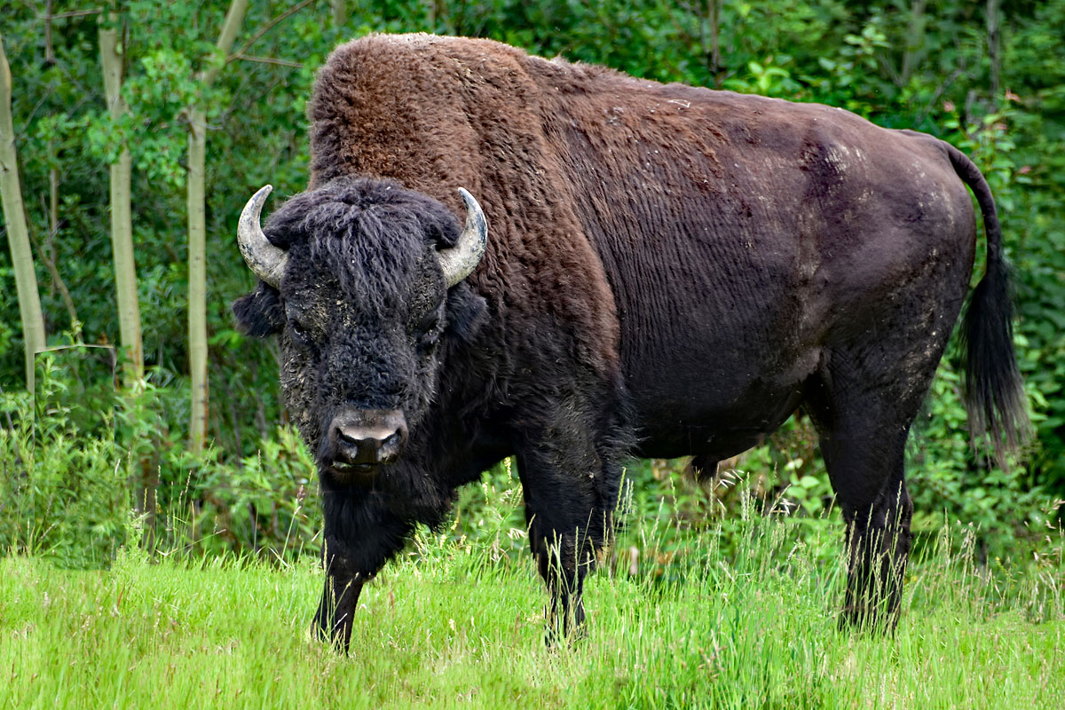  p>野牛属(学名: i>bison /i>):哺乳纲,牛科动物.