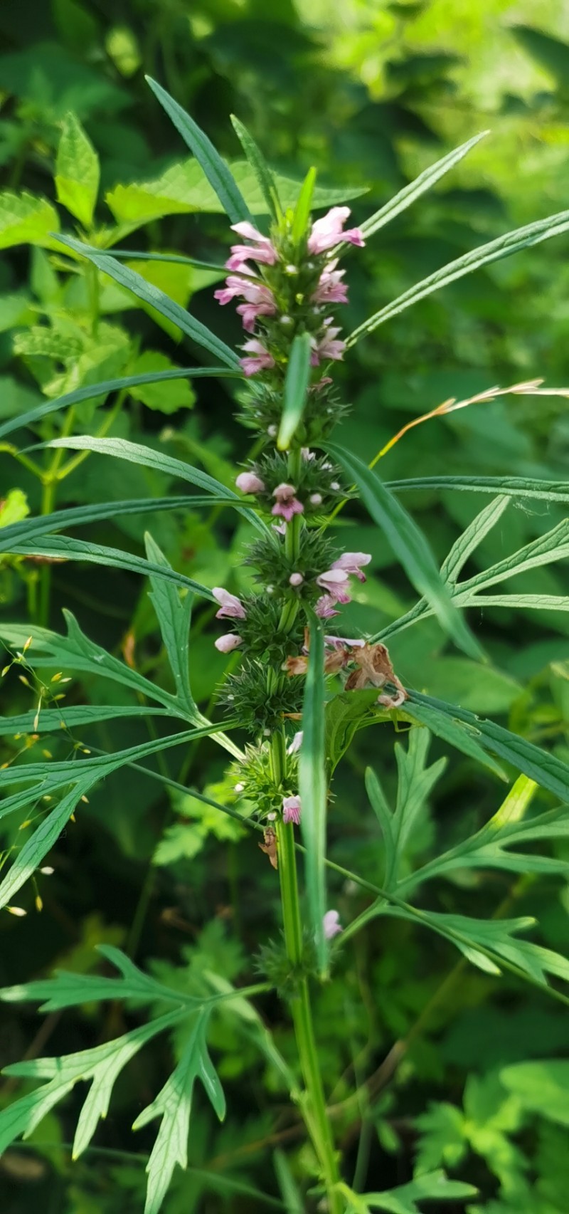 属唇形科益母草属一年生或二年生草本,根上有密生须根;茎直立,钝四