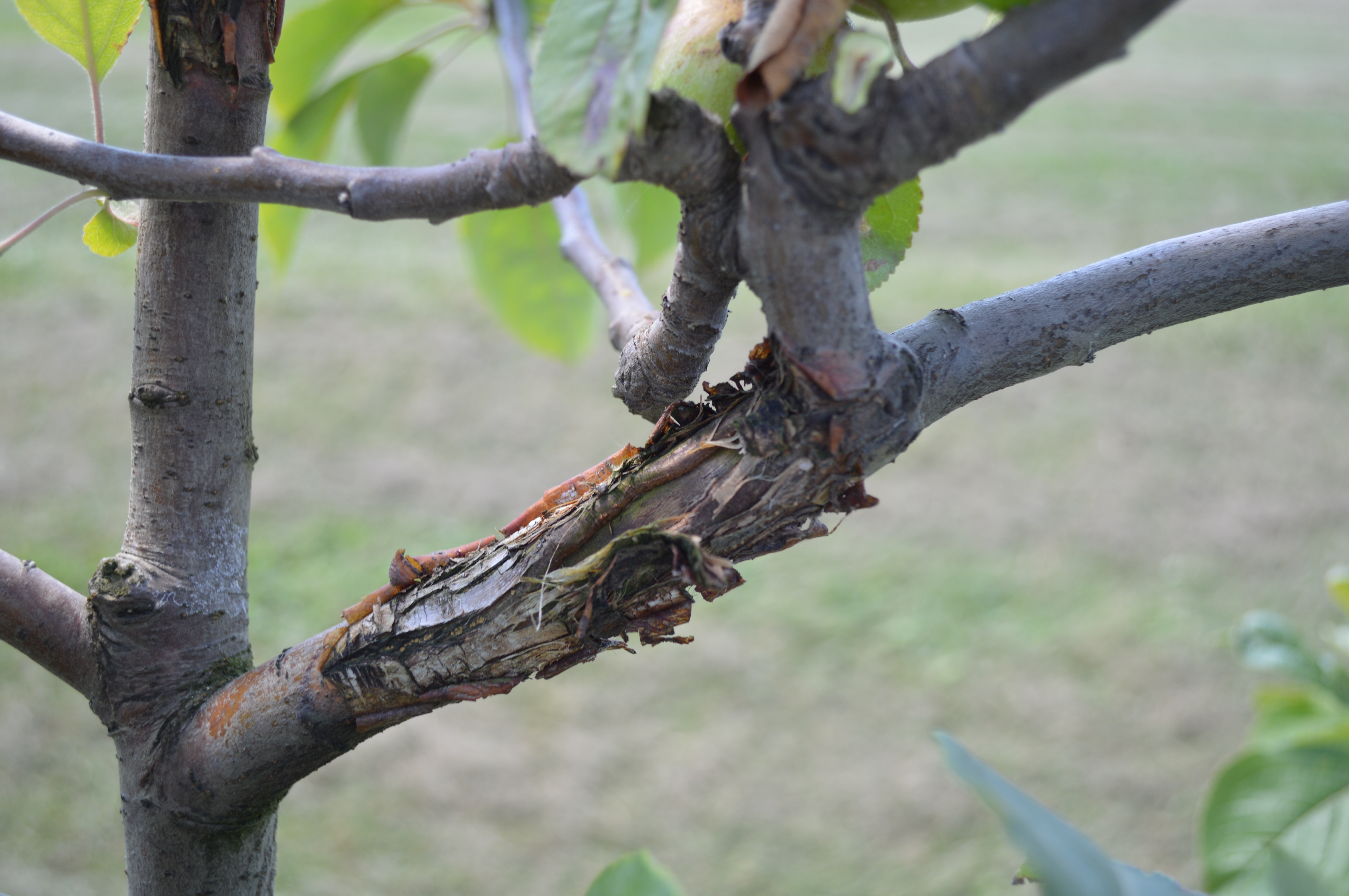 苹果炭疽溃疡病