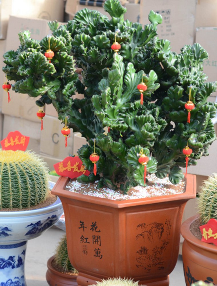  p data-id="gnbr990jbr">金麒麟是大戟科大戟属植物,原产于美洲.