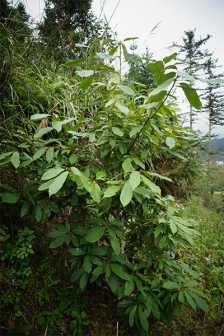 青冈（壳斗科栎属植物）_百度百科