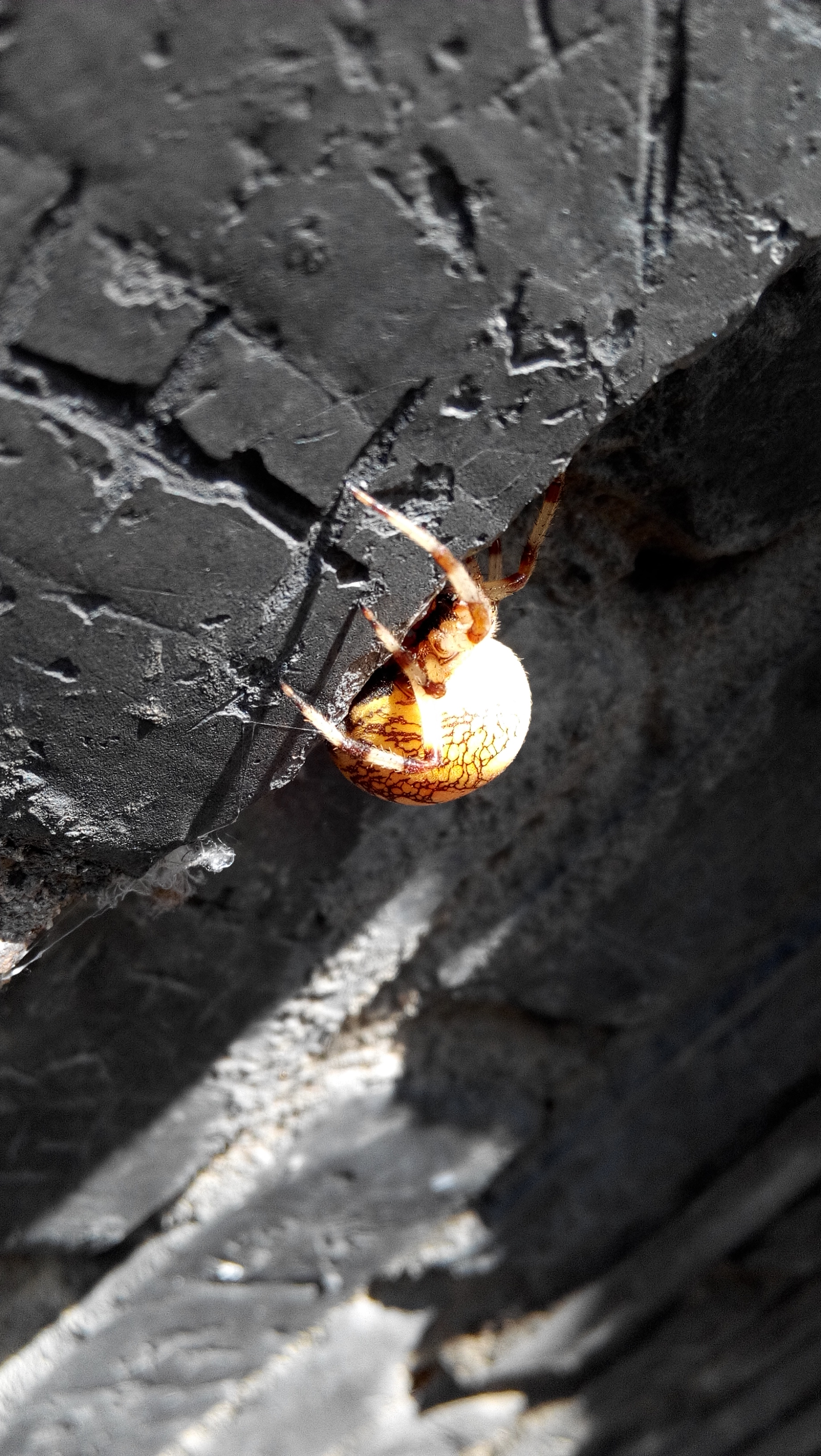 araneus marmoroides schenkel
