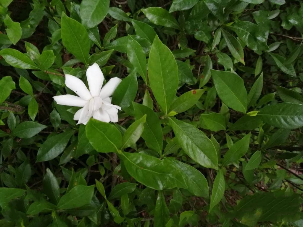雀舌栀子