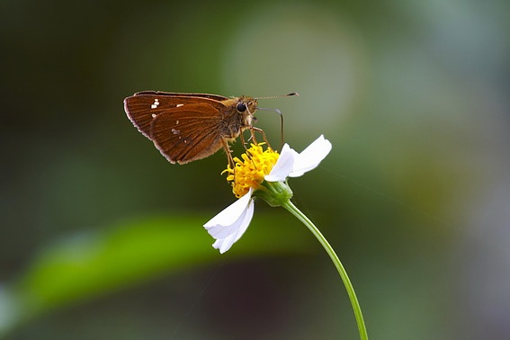 黄纹孔弄蝶指名亚种