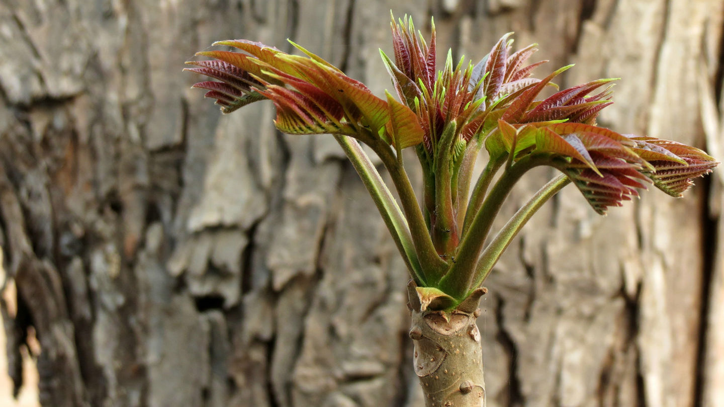  p>香椿(学名: i>toona sinensis /i>)又名香椿芽,香桩头,大红椿树,椿