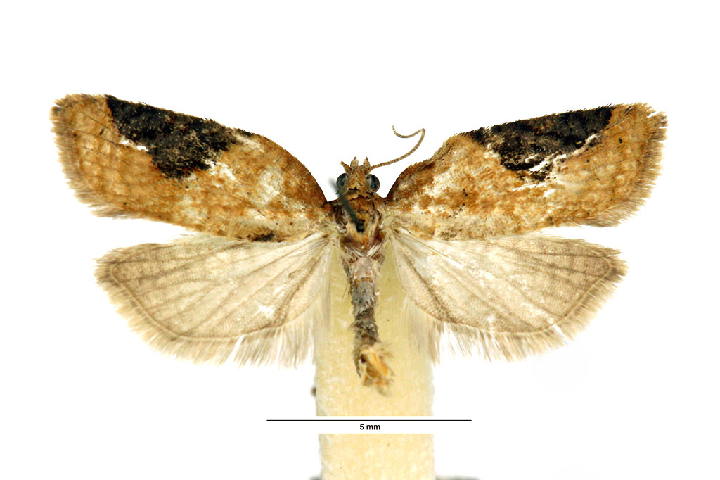 球瓣圆斑小卷蛾