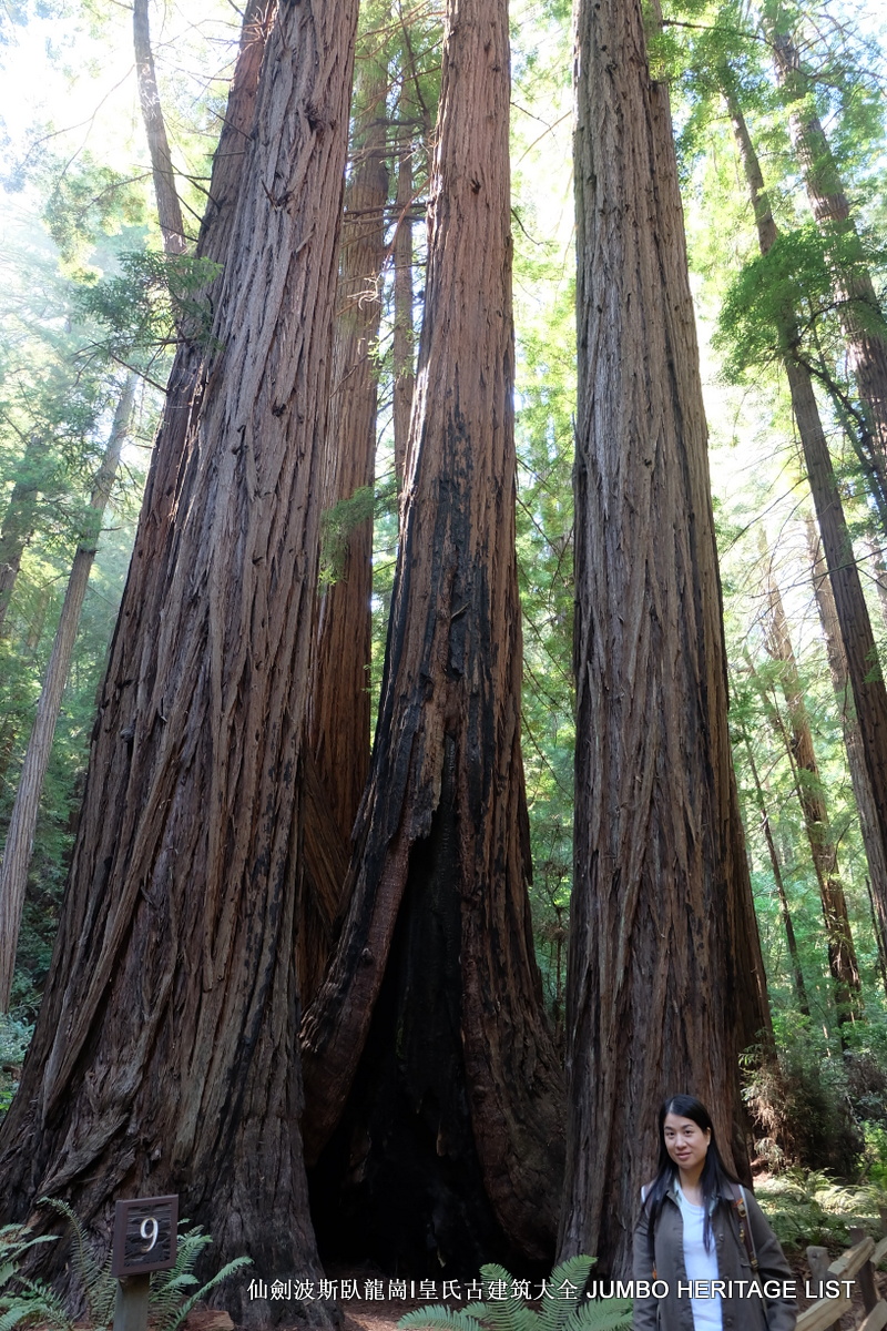 第309回：穆尔森林国家纪念，古生沿海红杉林地_百科TA说