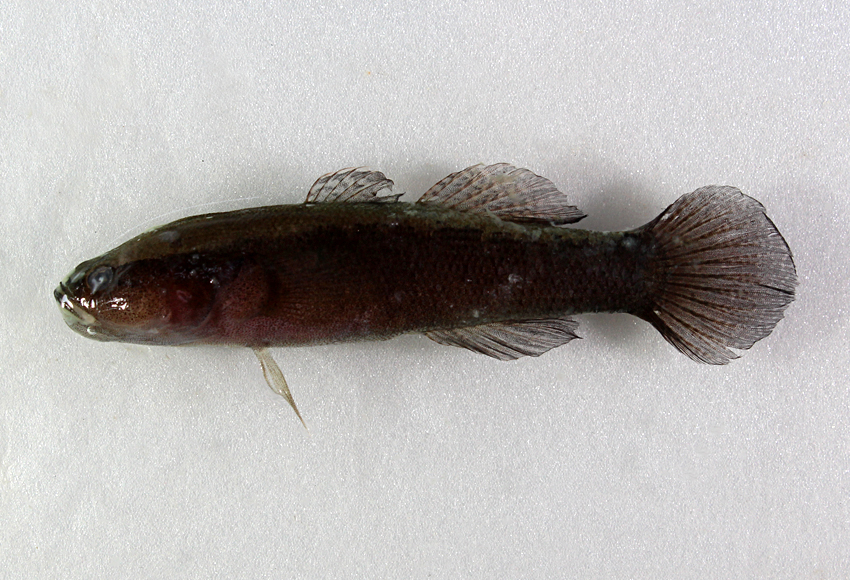  p>尖头塘鳢(学名: i>eleotris oxycephala /i>)是塘鳢科,塘鳢属的一