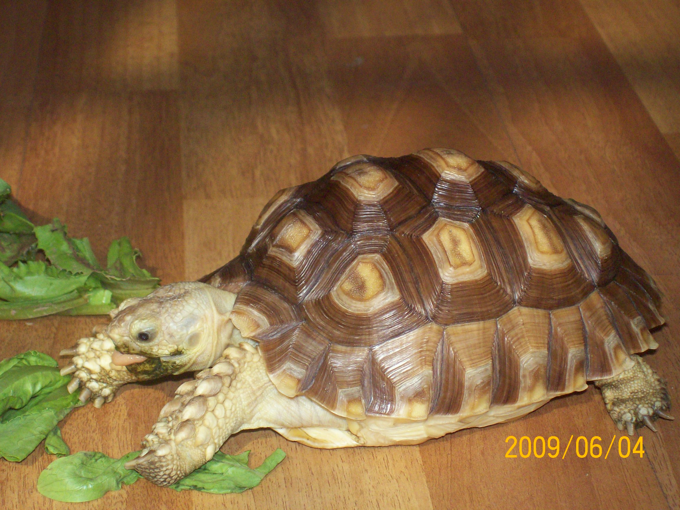 ">辐射陆龟又叫 a target="_blank" href="/item/放射陆龟/5123011"