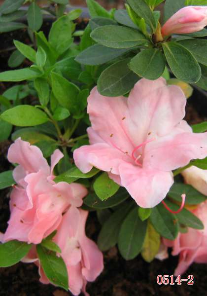  p>杜鹃(学名: i>rhododendron simsii /i> planch.