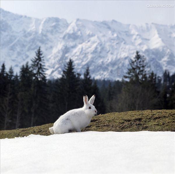 山兔