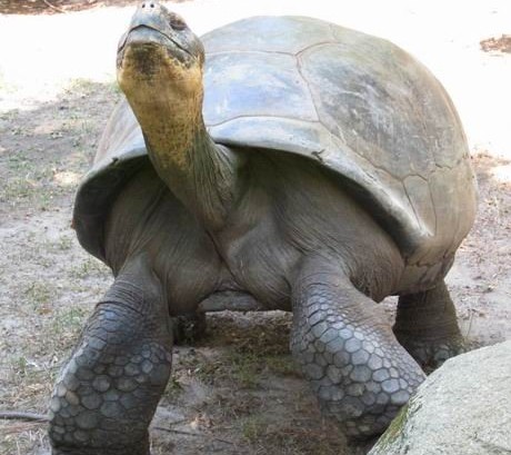 塞舌尔象龟