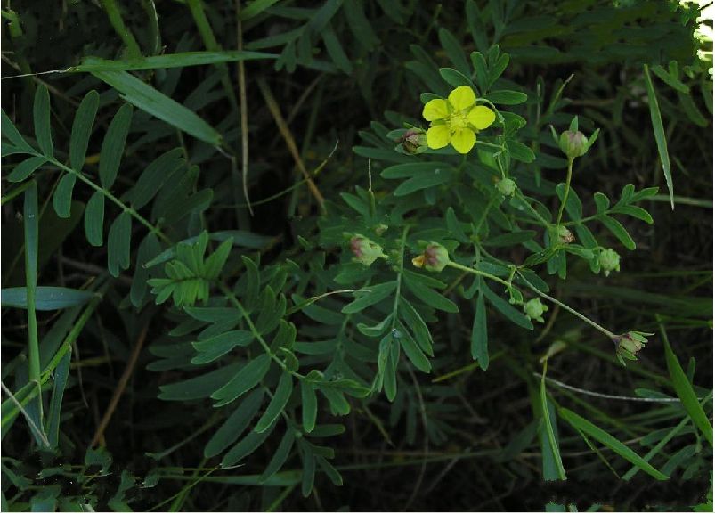  p>长叶二裂委陵菜(拉丁名:potentilla bifurca l. var. major ledeb.