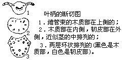  p>叶柄(petiole)是叶片与茎的联系部分,其上端与叶片相连,下端着生在