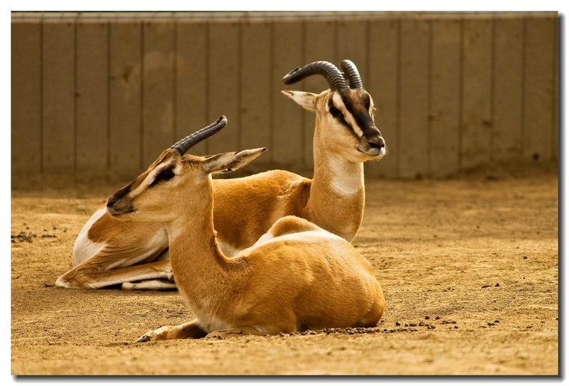  p>斯氏瞪羚(学名:gazella spekei)是最小的 a href="#" data-lemmaid