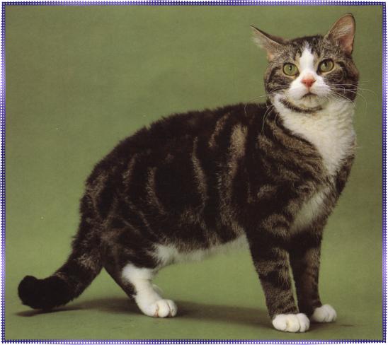 美国硬毛猫