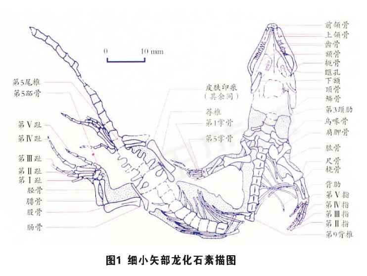 yabeinosaurus tenuis