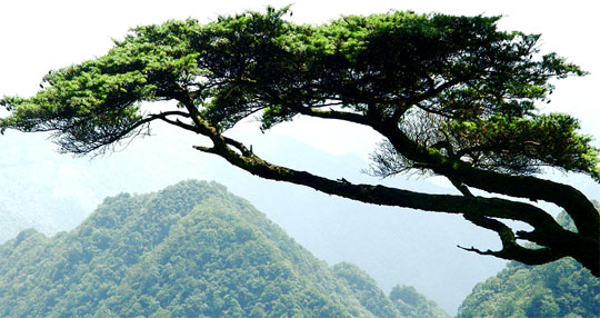 它是亚热带东北部边缘保存最好,林相最完整的唯一一片原始森林,内有