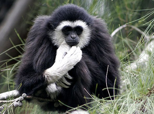  p>西非黑白疣猴(学名: i>colobus polykomos /i>):又名髯猴, a