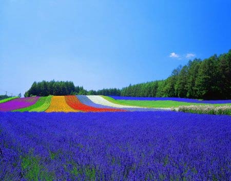 ="/item/香草/12834" data-lemmaid="12834">香草 /a>,黄香草,拉文德