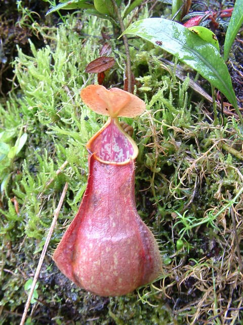 新几内亚猪笼草