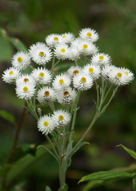  p>尼泊尔香青(学名: i>anaphalis nepalensis /i> (spreng.) hand.