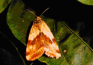  p>苜蓿夜蛾,昆虫名,为鳞翅目,夜蛾科.