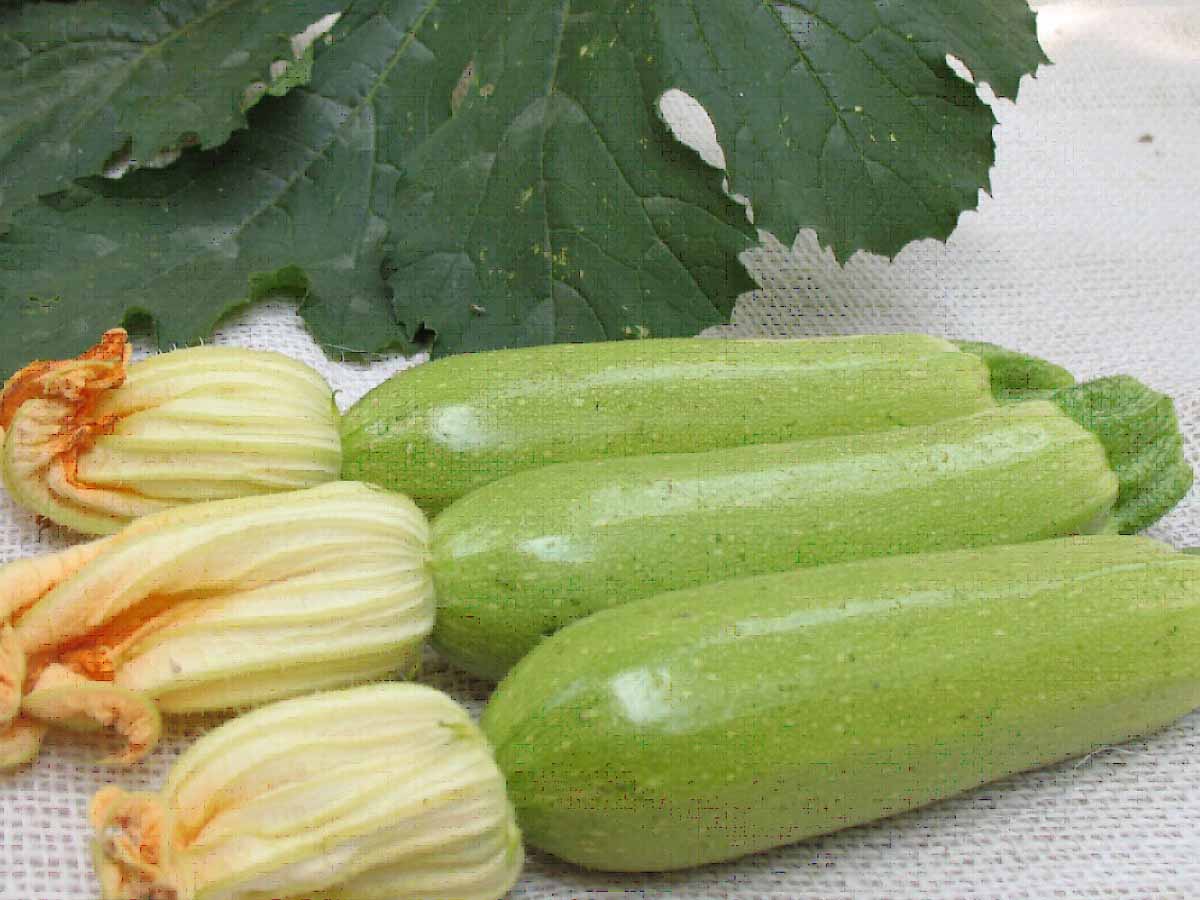 是葫芦科,南瓜属一年生蔓生草本;茎有棱沟.