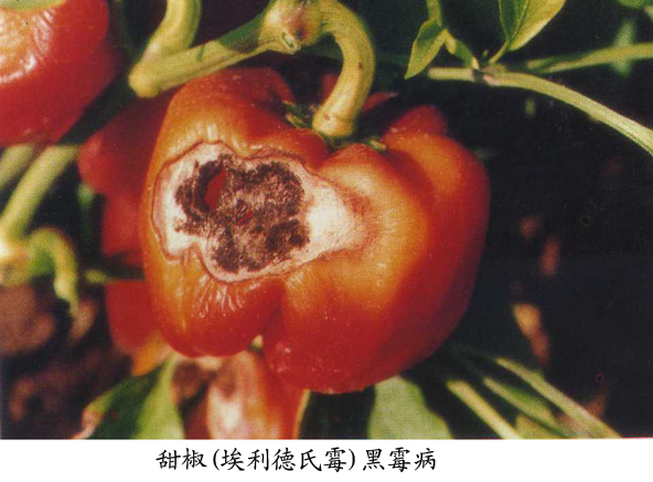 甜椒,辣椒(埃利德氏霉)黑霉病