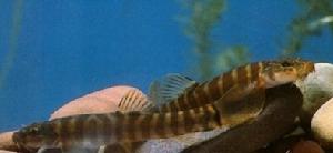  p>条鳅类为底栖性鱼类, a target="_blank" href="/item/似鲇高原鳅