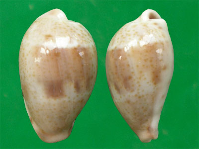  p>澳洲瓦氏宝螺是一种中腹足目,宝螺科类生物,贝壳卵形,螺层内卷.