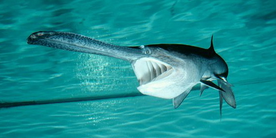 密西西比匙吻鲟