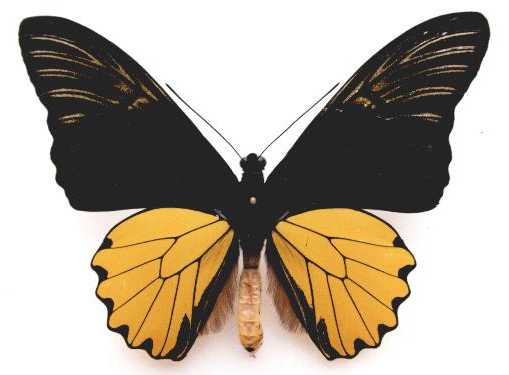 欧提德姆斯鸟翼裳凤蝶