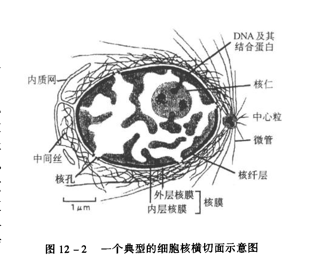 ">光学显微镜 /a>水平上研究细胞的化学组成,形态,结构及功能的学科