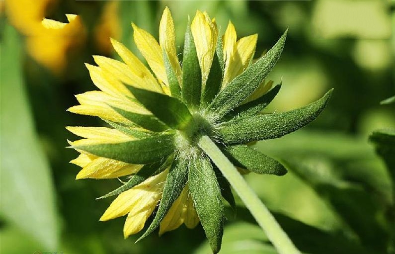  p>宿根天人菊(学名: i>gaillardia aristata /i> pursh.