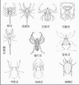  p>节肢动物门,arthropoda,是动物界最大的一门,通称 a href="#" data