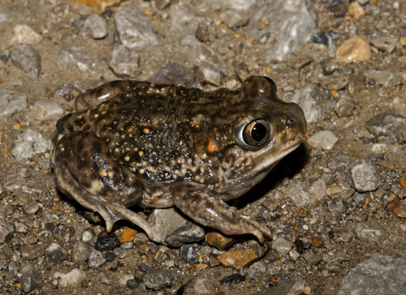plains spadefoot