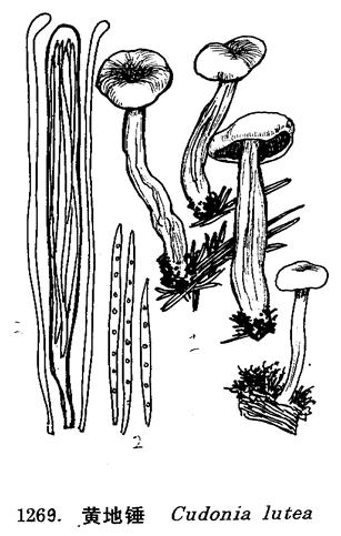 2-0.5cm,子囊棒状,90-120μm×9-12μm,含8个孢子.孢子无色,线形