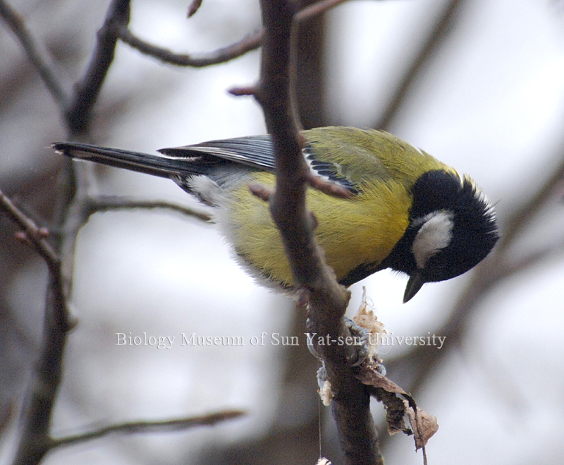 tit,也叫青背山雀,是一种栖息于中低海拔山区的雀鸟