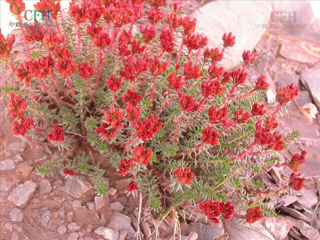  p> b>羽裂红景天 /b>(学名: b> i>rhodiola pinnatifida /i> /b>),为