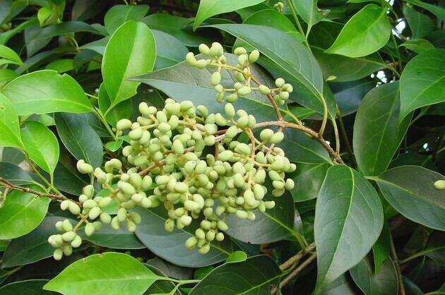  p>女贞属,木犀科的一属.约50余种,中国有38种,多分布于南部和西南部.