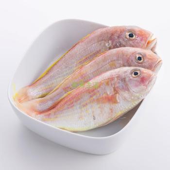 红衫鱼/9895815" data-lemmaid="9895815">红衫鱼 /a>,红哥鲤,吊三鱼