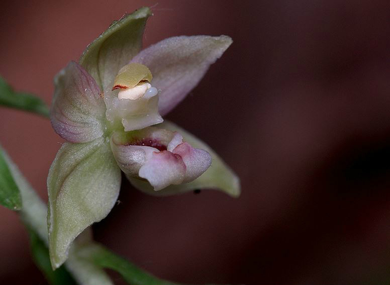  p>火烧兰(学名: i>epipactis helleborine /i>  (l.
