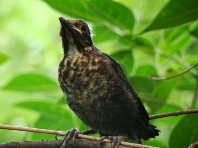  p data-id="gnx7htb9eq">百舌鸟:又名乌鸫,反舌, a target="_blank"