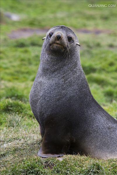  p>南极毛皮海狮(学名:arctocephalus gazella)又叫 a target="_blank