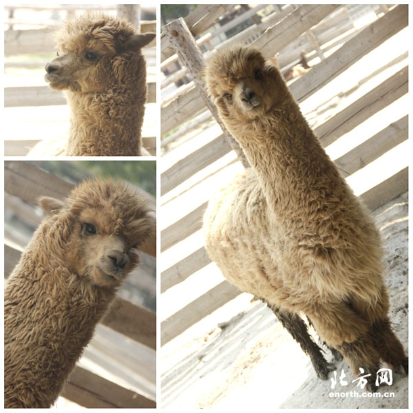  p data-id="gnwiy3wj9h"> b>大羊驼 /b>(拉丁学名: i>lama glama /i>