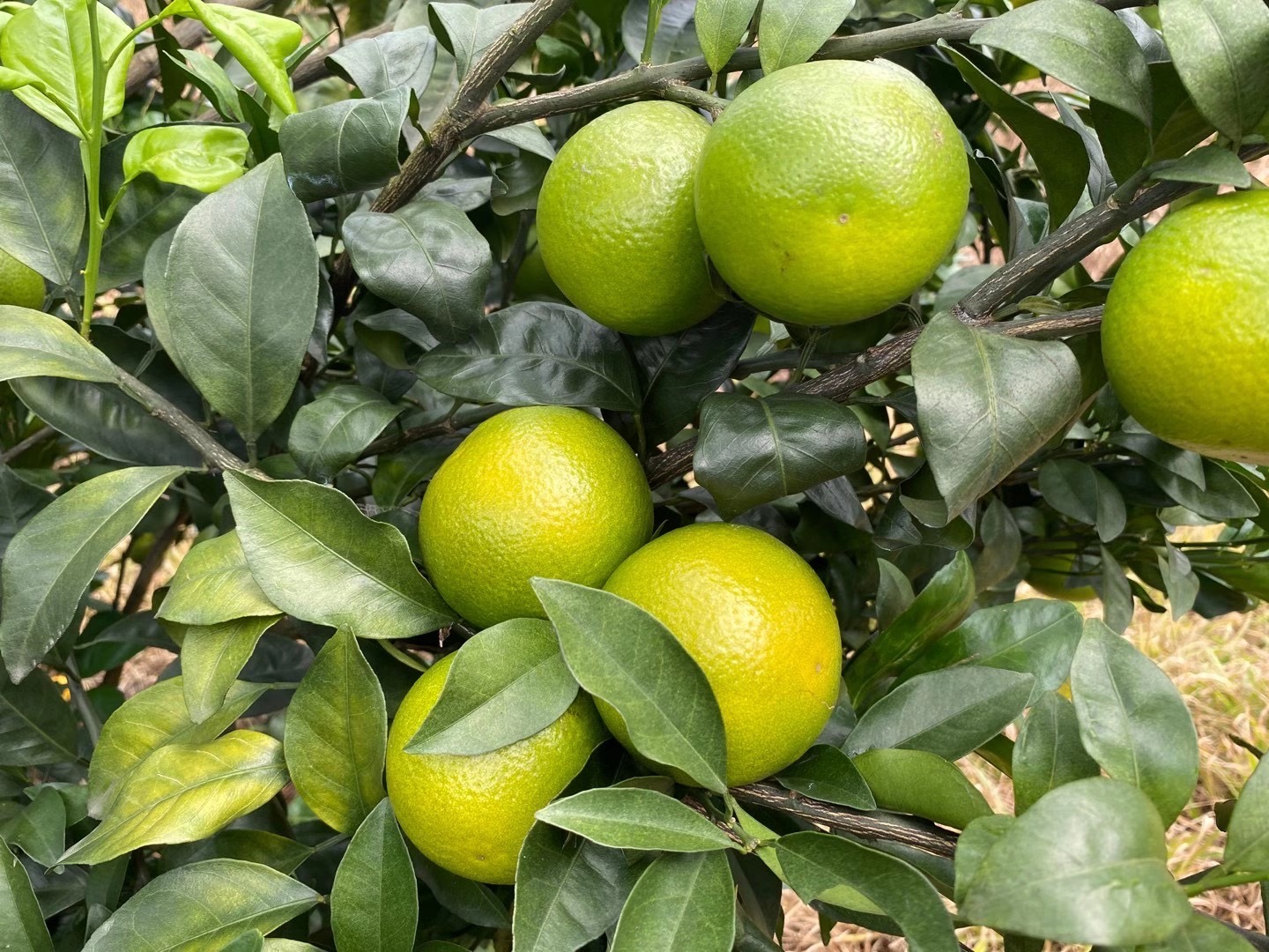 汁多皮薄而称著全国,是 a target="_blank" href="/item/海南/13346"